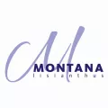 Montana Lisianthus