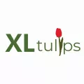 XL Tulips