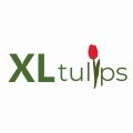 XL Tulips