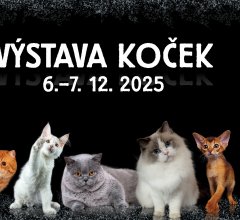 Mezinárodní výstava koček