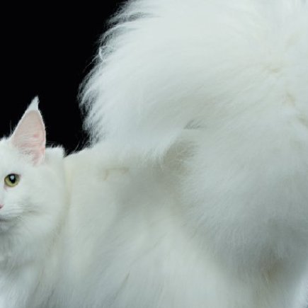 Mezinárodní výstava koček Olomouc 2018