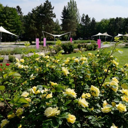 Rozárium