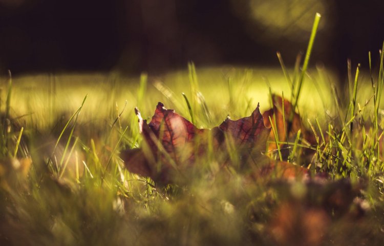 FLORA
OLOMOUC
2016, podzimn&iacute; etapa
