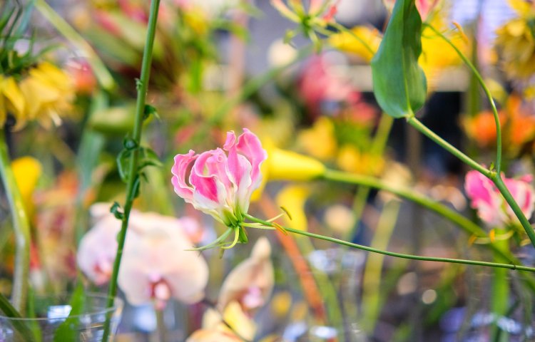 Flora Olomouc 2026