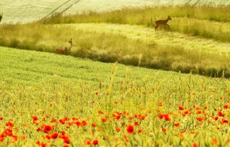 FLORA OLOMOUC 2019