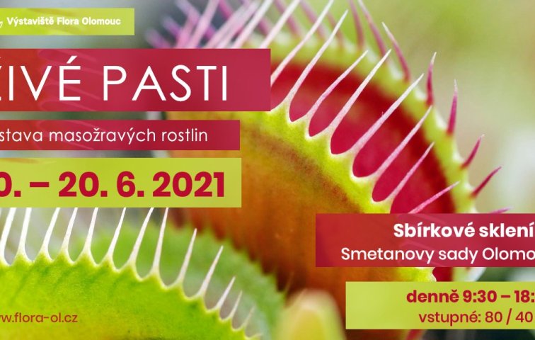 ŽIVÉ PASTI - výstava masožravých rostlin 