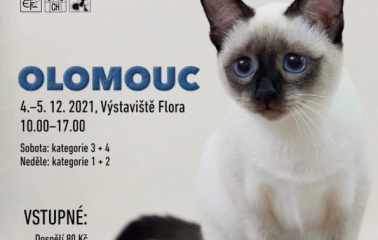 Mezinárodní výstava koček