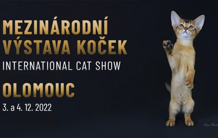Mezinárodní výstava koček