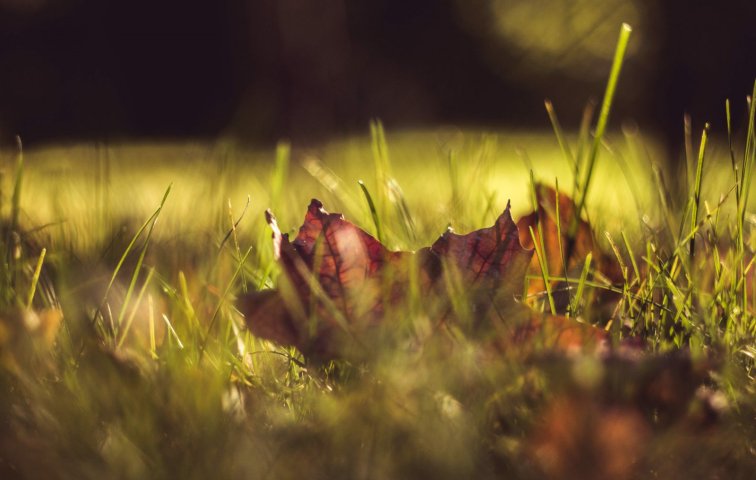 FLORA
OLOMOUC
2016, podzimn&iacute; etapa
