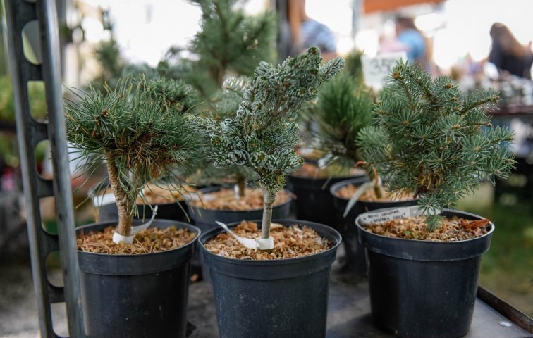 Podzimní Zahradnické trhy 2024