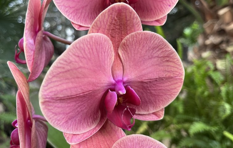 Klenoty pralesa 2026