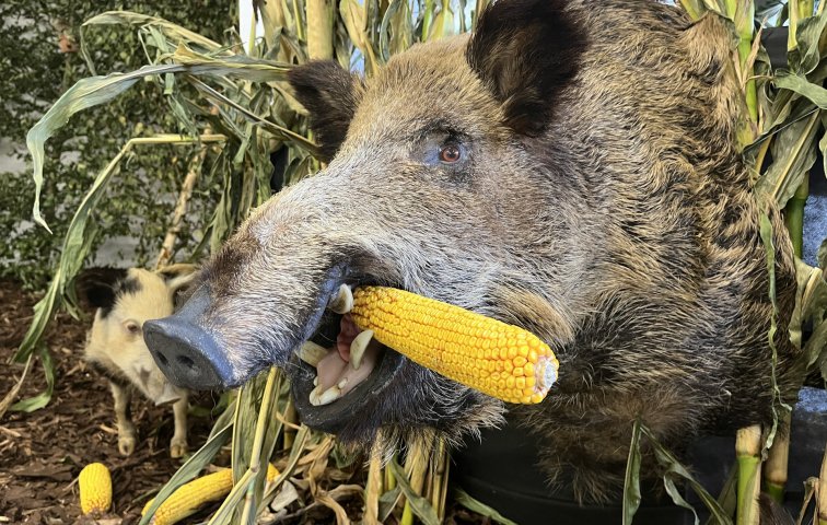 Výstava myslivosti a přírody Olomouckého kraje