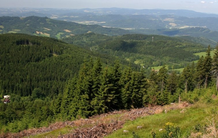 OSLAVY LESA NA FLOŘE 2025