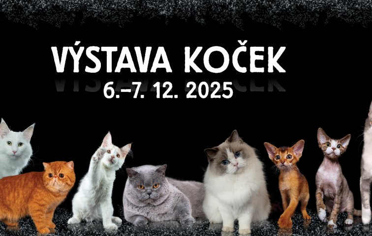 Mezinárodní výstava koček
