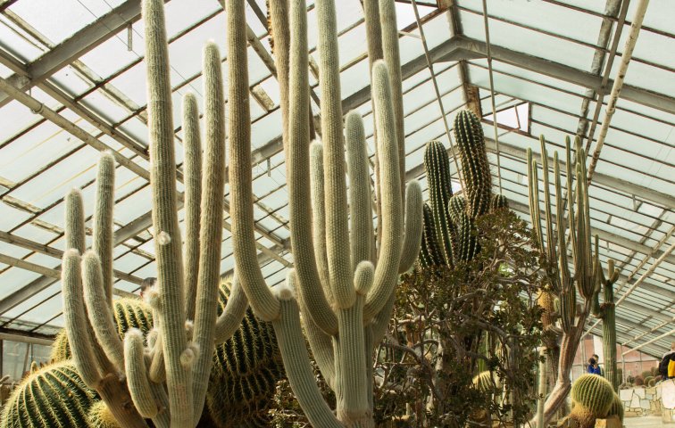 Výstava kaktusů a sukulentů