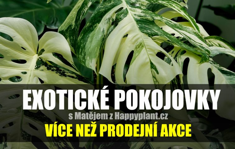 HappyPlant